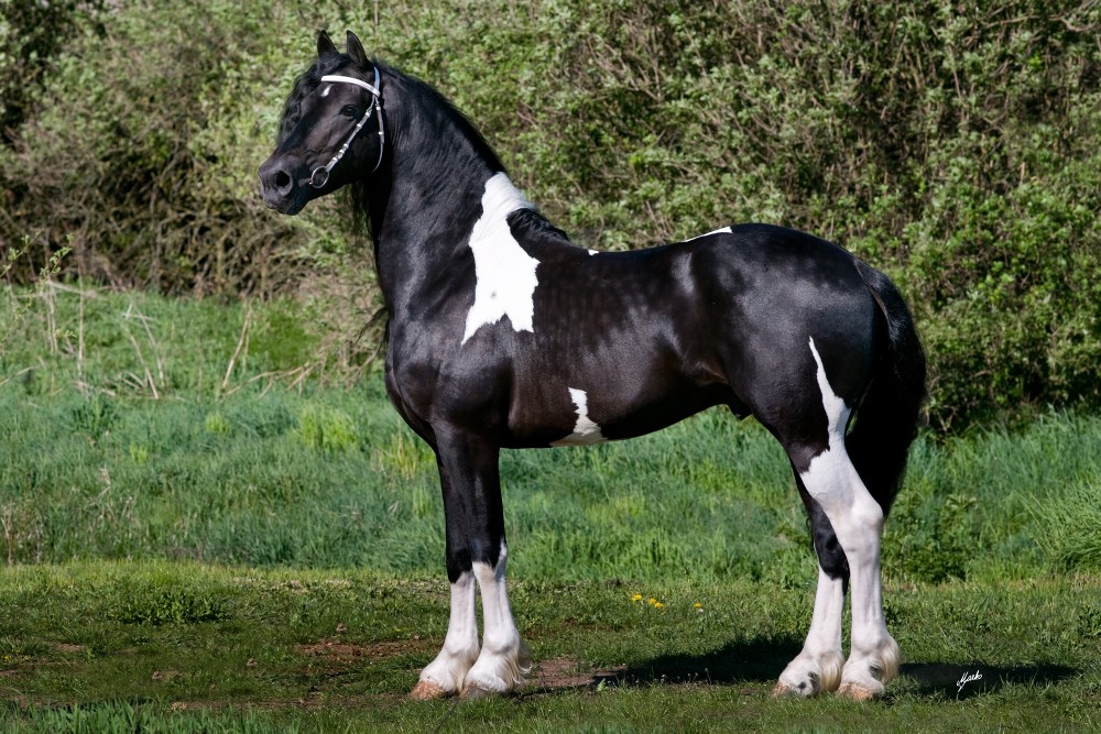 BAROCK PINTO STALLION At Stud